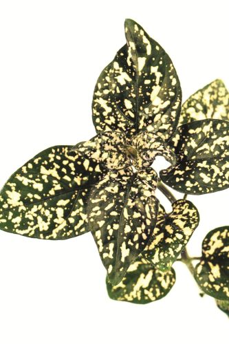 HYPOESTE LOTTY DOTTY - WHITE