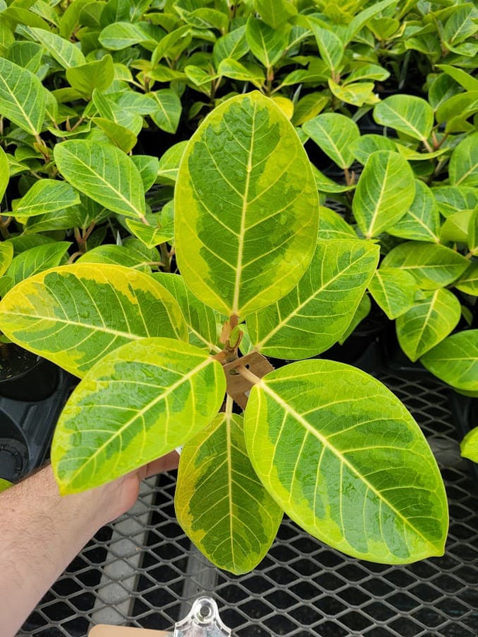 FICUS - ALTISSIMA CV. VARIEGATA