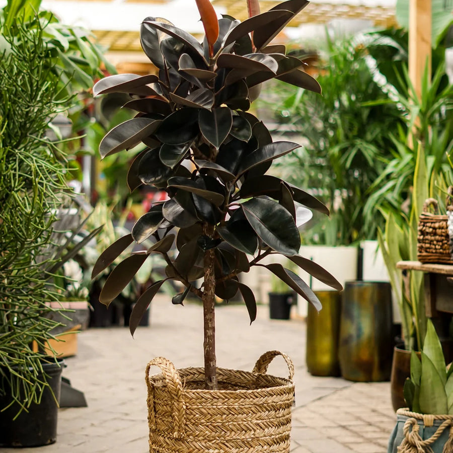 FICUS ELASTICA - BURGUNDY