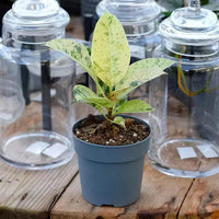FICUS - SHIVEREANA MOONSHINE