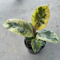 FICUS - SHIVEREANA MOONSHINE
