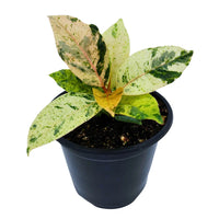 FICUS - SHIVEREANA MOONSHINE