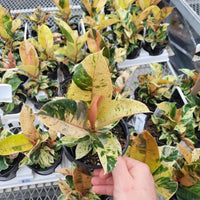 FICUS - SHIVEREANA MOONSHINE