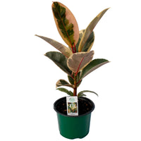FICUS ELASTICA - TINEKE
