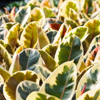FICUS ELASTICA - TINEKE