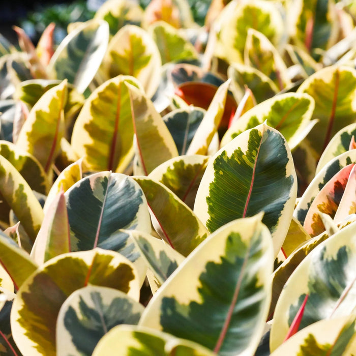 FICUS ELASTICA - TINEKE