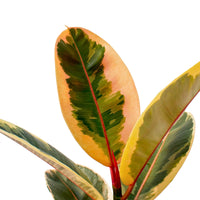 FICUS ELASTICA - TINEKE