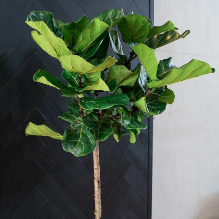 FICUS LYRATA