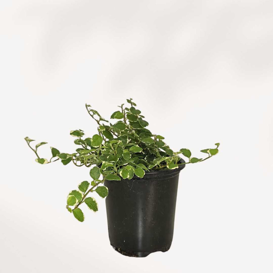 CREEPING FIG