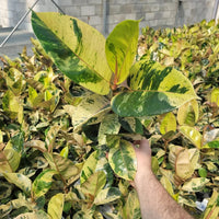 FICUS - SHIVEREANA MOONSHINE