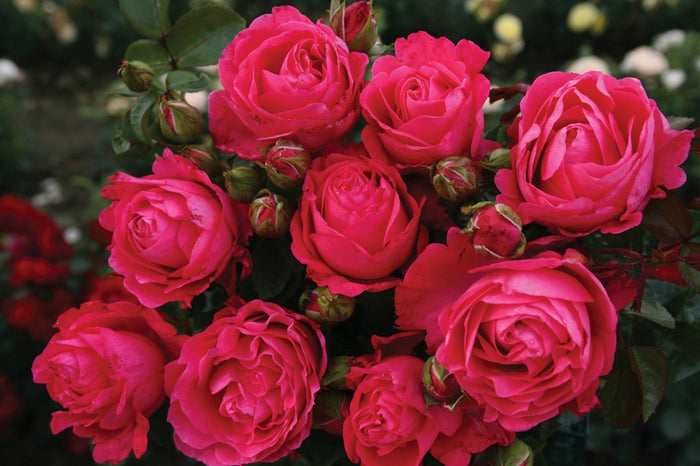 ROSA - FIJI ELEGANZA