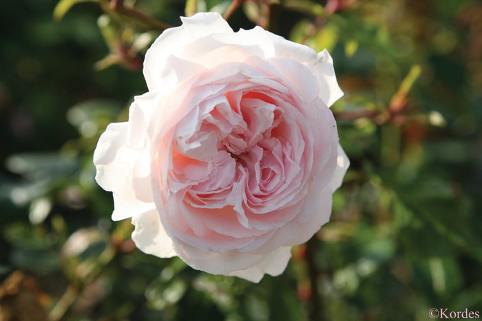 ROSA - FIRST CRUSH PARFUMA