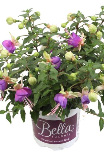 FUCHSIA BELLA - DIANA