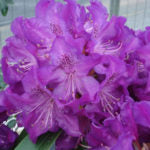 RHODODENDRON - FLORENCE PARKS