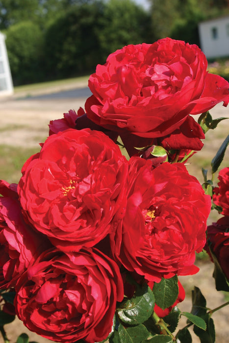 ROSA - FLORENTINA ARBOROSE