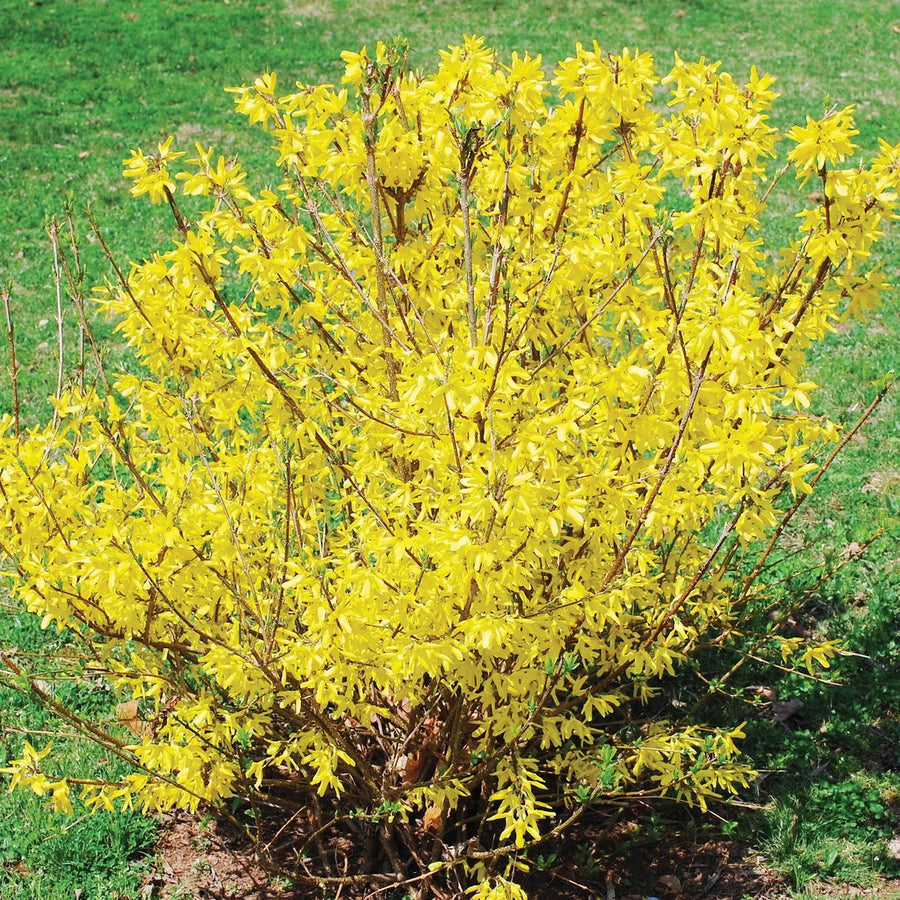 FORSYTHIA OVATA - NORTHERN GOLD