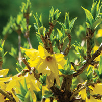 FORSYTHIA OVATA - NORTHERN GOLD