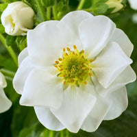 FRAGARIA SUMMER BREEZE SNOW