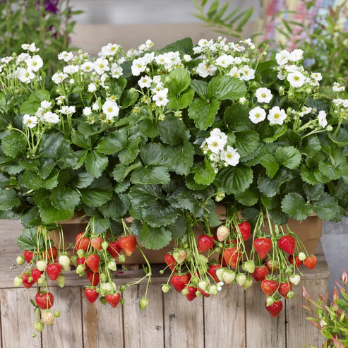 FRAGARIA SUMMER BREEZE SNOW