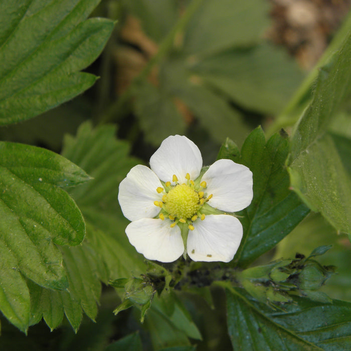 STRAWBERRY - RUBY ANN
