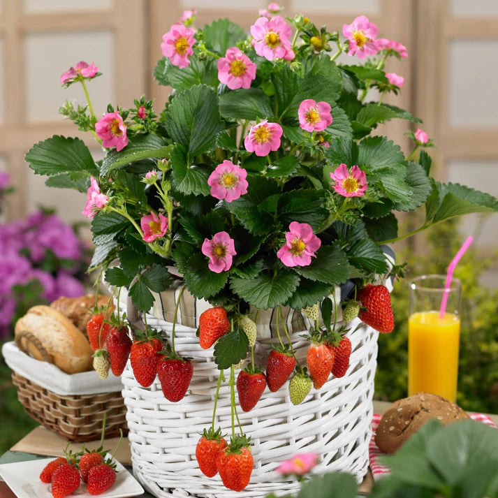 FRAGARIA X ANANASSA - GASANA