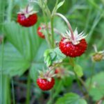 FRAGARIA VIRGINIANA