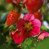 FRAGARIA X ANANASSA - TOSCANA