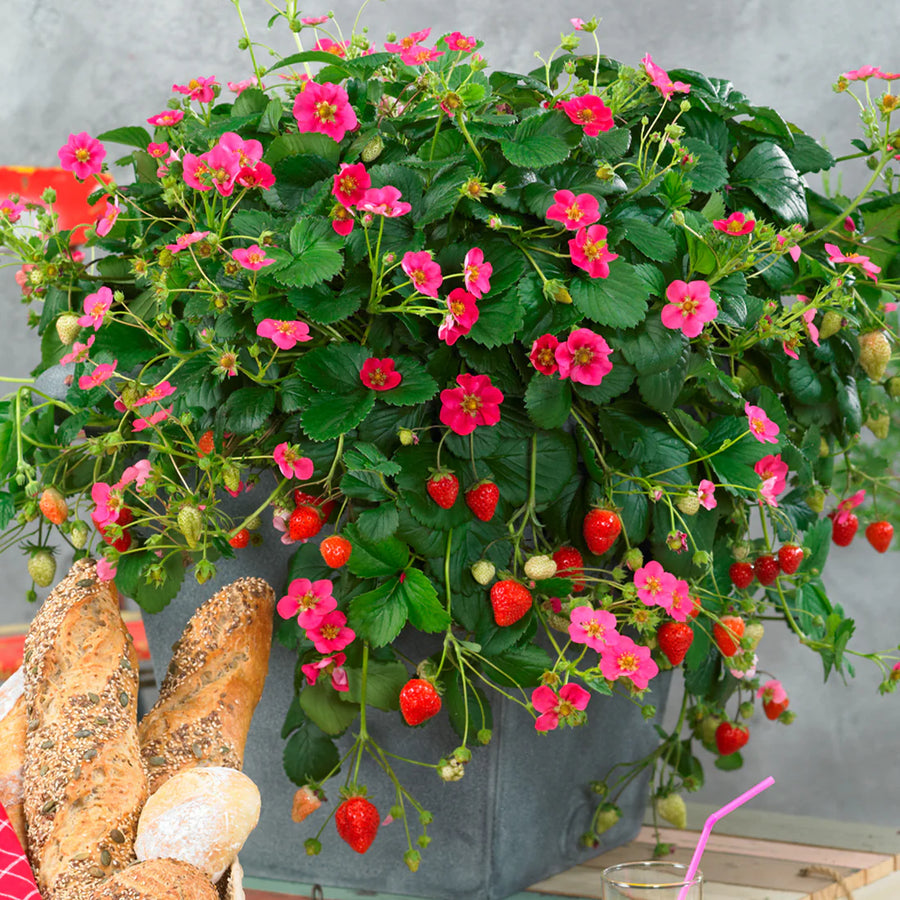 FRAGARIA X ANANASSA - TOSCANA