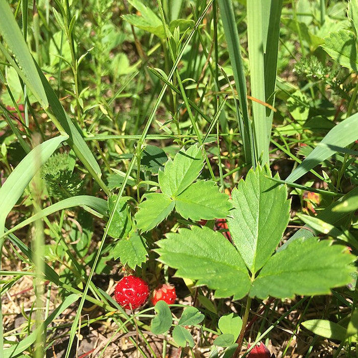 FRAGARIA VIRGINIANA