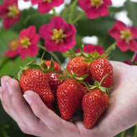 FRAGARIA X ANANASSA - TOSCANA