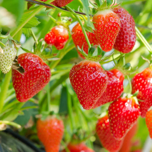 FRAGARIA ANANASSA CHARLOTTE