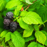 RUBUS OCCIDENTALIS - BLEU NUIT