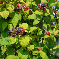 RUBUS OCCIDENTALIS - BLEU NUIT