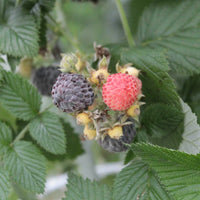 RUBUS OCCIDENTALIS - BLEU NUIT