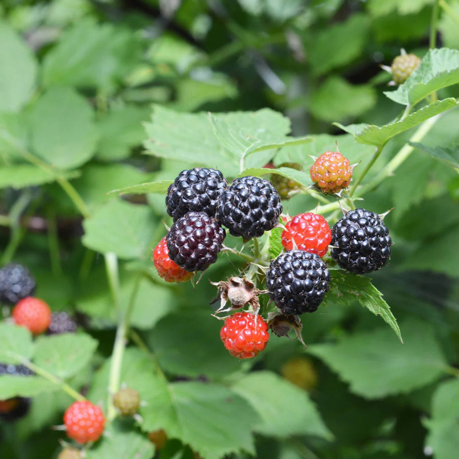 RUBUS OCCIDENTALIS - BLEU NUIT