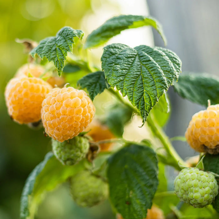 RUBUS IDAEUS - ANNE