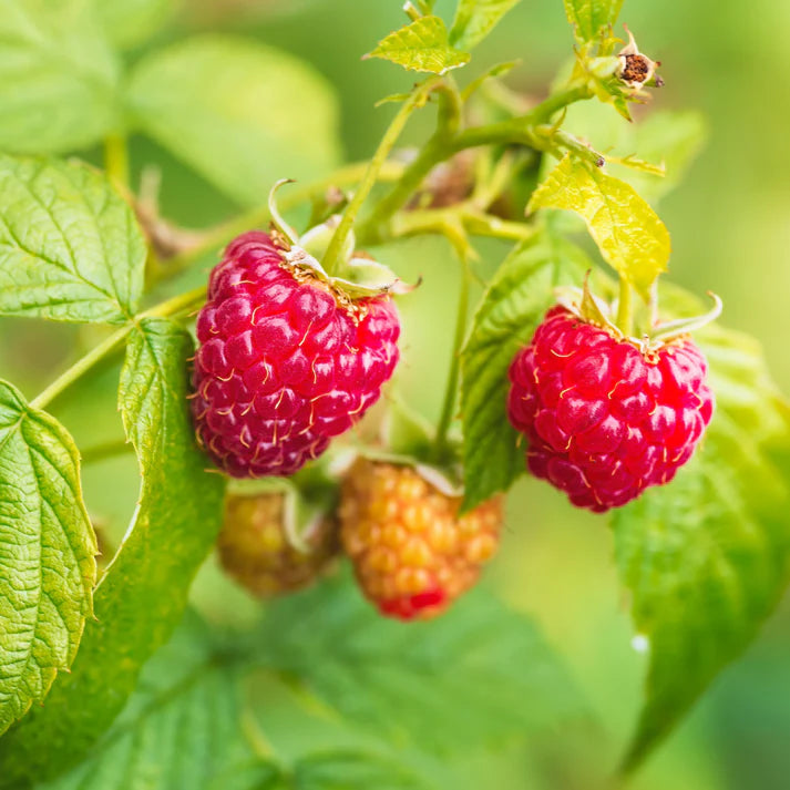 RUBUS - KILLARNEY