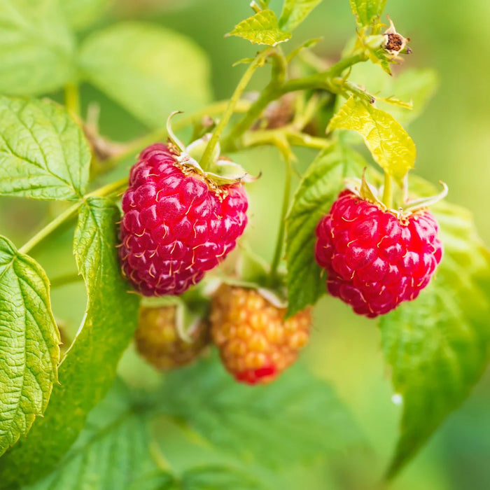 RUBUS IDAEUS - KILARNEY (BIOLOGIQUE)