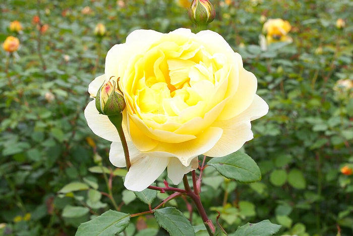 ROSA - THE POET'S WIFE