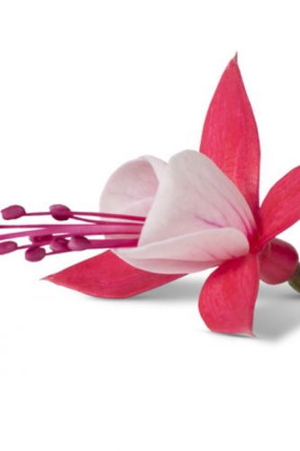 FUCHSIA BELLA - EVITA