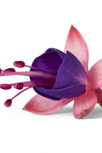 FUCHSIA BELLA - MARISKA