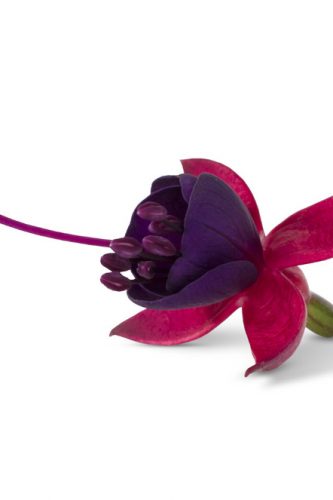 FUCHSIA BELLA - SOILA