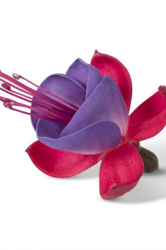 FUCHSIA BELLA - SUSANNA