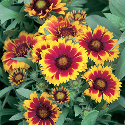 GAILLARDIA ARISTATA - ARIZONA SUN