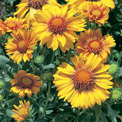 GAILLARDIA ARISTATA - ARIZONA APRICOT