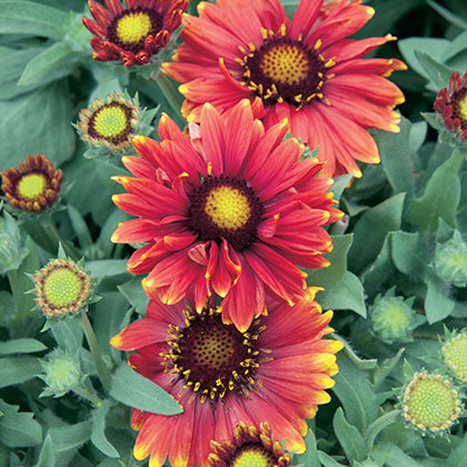 GAILLARDIA ARISTATA - ARIZONA RED SHADES