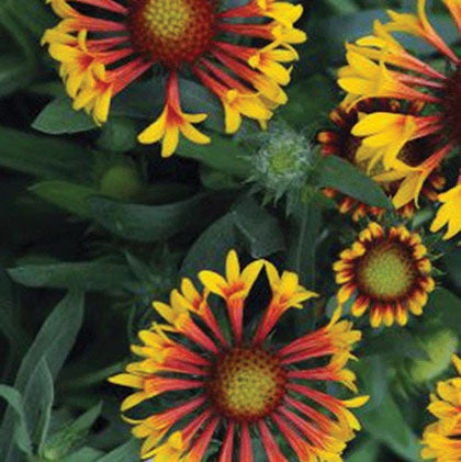 GAILLARDIA ARISTATA - FIRE WHEELS