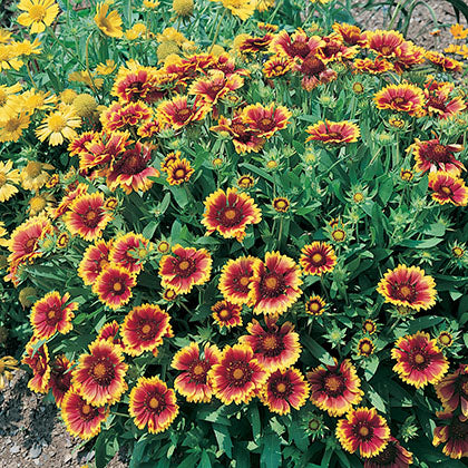 GAILLARDIA X GRANDIFLORA - GOBLIN