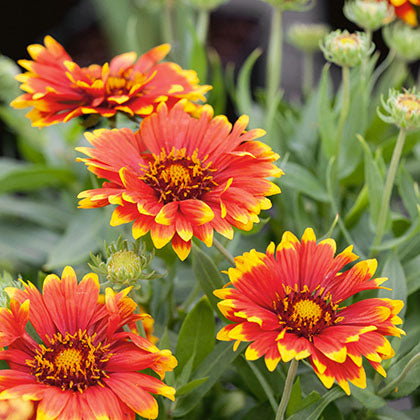 GAILLARDIA - SUNSET FLASH