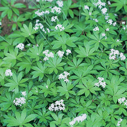 GALIUM ODORATUM